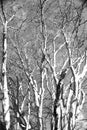 View of treetops of several beech trees in the nature reserve Urwald Sababurg near Kassel, infrared photo Royalty Free Stock Photo