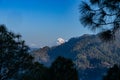 View of the Trisul mountain peak on the Himalayan range framed with pine trees Royalty Free Stock Photo