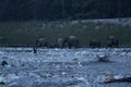 View of a troop of elephants