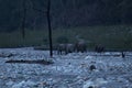 View of a troop of elephants