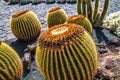 View of tropical cactus garden, jardin de cactus in Guatiza, popular attraction in Lanzarote, Canary islands. Royalty Free Stock Photo