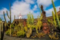 View of tropical cactus garden, jardin de cactus in Guatiza, popular attraction in Lanzarote, Canary islands. Royalty Free Stock Photo