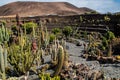 View of tropical cactus garden, jardin de cactus in Guatiza, popular attraction in Lanzarote, Canary islands. Royalty Free Stock Photo