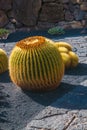 View of tropical cactus garden, jardin de cactus in Guatiza, popular attraction in Lanzarote, Canary islands. Royalty Free Stock Photo