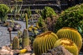 View of tropical cactus garden, jardin de cactus in Guatiza, popular attraction in Lanzarote, Canary islands. Royalty Free Stock Photo