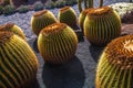 View of tropical cactus garden, jardin de cactus in Guatiza, popular attraction in Lanzarote, Canary islands. Royalty Free Stock Photo