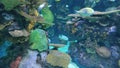 Tropical fish in an aquarium Royalty Free Stock Photo