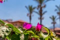 View of the tropical garden and the sea on a sunny day from the hotel veranda Royalty Free Stock Photo