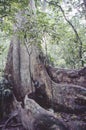 View of tropical jungle with tallest tree and buttressed roots in the Henri Pittier National Park Venezuela Gyranthera caribensis