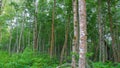 View Of Tropical Mangrove Forest Habitat Trees, Growing On The Seashore Royalty Free Stock Photo