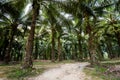 Oil palm plantation in Krabi Royalty Free Stock Photo