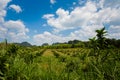 Oil palm plantation in Krabi Royalty Free Stock Photo