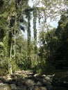 A view of tropical rainforest with large vines covered in leaves coming down from a tall tree