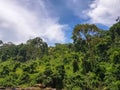 View tropical vegetation on Lucala river banks, with and blue sky cloudy as background