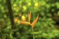 A view of a tropical yellow Bird of Paradise flower near to Soufriere in St Lucia Royalty Free Stock Photo