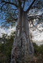 View of the trunk and crown of an African baobab tree against the background of the morning sky Royalty Free Stock Photo