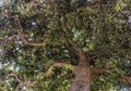 View of the trunk and crown of the old plane tree in Barcelona, Spain