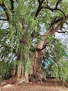View of the trunk of an old ahuehuete tree in El Tule, Oaxaca Royalty Free Stock Photo
