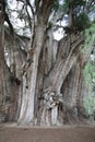 View of the trunk of an old ahuehuete tree in El Tule, Oaxaca Royalty Free Stock Photo