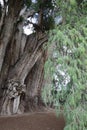 View of the trunk of an old ahuehuete tree in El Tule, Oaxaca Royalty Free Stock Photo
