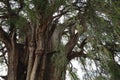 View of the trunk of an old ahuehuete tree in El Tule, Oaxaca Royalty Free Stock Photo