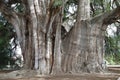 View of the trunk of an old ahuehuete tree in El Tule, Oaxaca Royalty Free Stock Photo