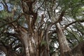 View of the trunk of an old ahuehuete tree in El Tule, Oaxaca Royalty Free Stock Photo