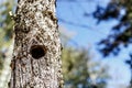 View of the trunk of a tree with a bird hole