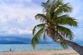 view from the trunk of a tropical palm tree overhanging the sandy beach on which the dog walks