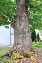 View of trunk of very old tree Royalty Free Stock Photo