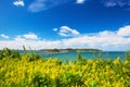 View of Tsunoshima with goldenrod flowers in Shimonoseki, Yamaguchi, Japan Royalty Free Stock Photo