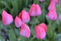 View of the tulips garden Royalty Free Stock Photo