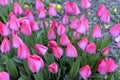 View of the tulips garden Royalty Free Stock Photo
