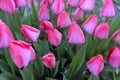 View of the tulips garden Royalty Free Stock Photo