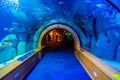 view of a tunnel in an aquarium providing close look at the maritime world....IMAGE
