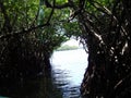 View through a tunnel made of mangrove branches
