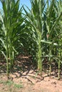 View of the tunnel between parallel rows of cornstalks maize, Zea mays