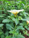 View of Turneraceae flowers in a minimalist flower garden Royalty Free Stock Photo