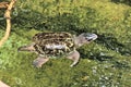 A view of a Turtle Royalty Free Stock Photo