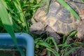View of a turtle going to drink water. Reproduction of turtles at home