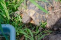 View of a turtle going to drink water. Reproduction of turtles at home