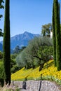 View through Tuscan cypress trees to a hillside full of sunflowers between olive trees, mountains, Trauttmansdorff Castle, Mernao Royalty Free Stock Photo