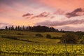 View of the Tuscan vineyards at sunset.