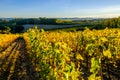 Tuscany vineyard in Autumn