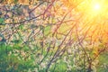 View On Twigs Of Apple Tree With Blossoming Flowers And Translucent Sun Instagram Stile