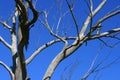 LIGHT ON STURDY GREY BRANCHES OF A DEAD TREE AGAINST A BLUE SKY Royalty Free Stock Photo