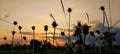 A view of the twilight sky with thin clouds behind the silhouette of a charming grass flower. Royalty Free Stock Photo