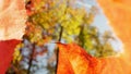 a view through a twisted fallen maple leaf on the autumn foliage of trees Royalty Free Stock Photo
