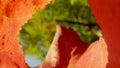 a view through a twisted fallen maple leaf on the autumn foliage of trees Royalty Free Stock Photo