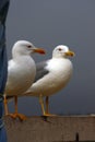 Two gulls Royalty Free Stock Photo